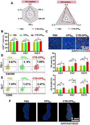 A bioconjugate vaccine against Brucella abortus produced by engineered Escherichia coli